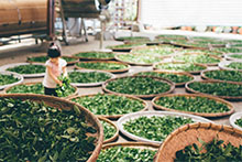 Tea industry